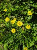 Смотреть изображение Doronicum orientale