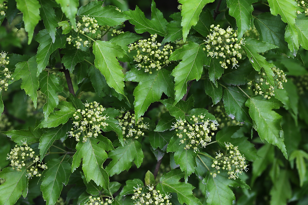 Image of Acer ginnala specimen.