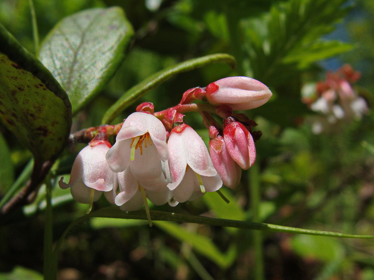 Изображение особи Vaccinium vitis-idaea.