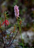 Bistorta officinalis. Верхушка побега с соцветием. Красноярский край, Таймырский Долгано-Ненецкий р-н, плато Путорана, долина р. Иркингда, горная тундра. 23.07.2023.