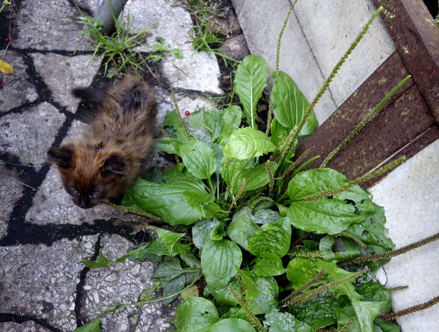 Image of Plantago major specimen.