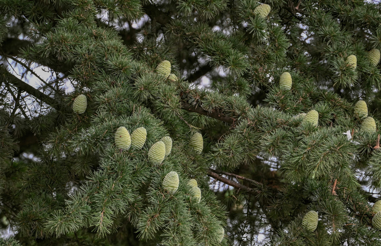 Изображение особи Cedrus deodara.