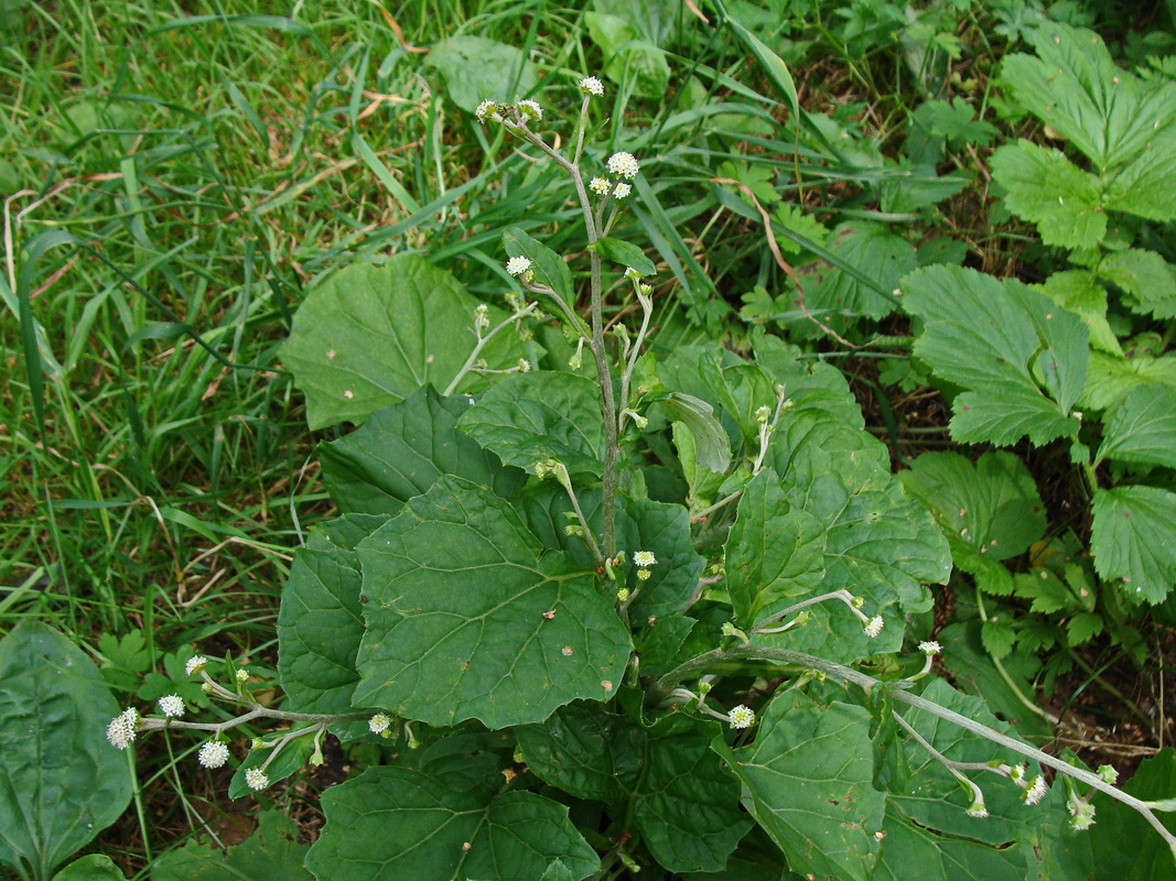 Изображение особи Adenocaulon adhaerescens.