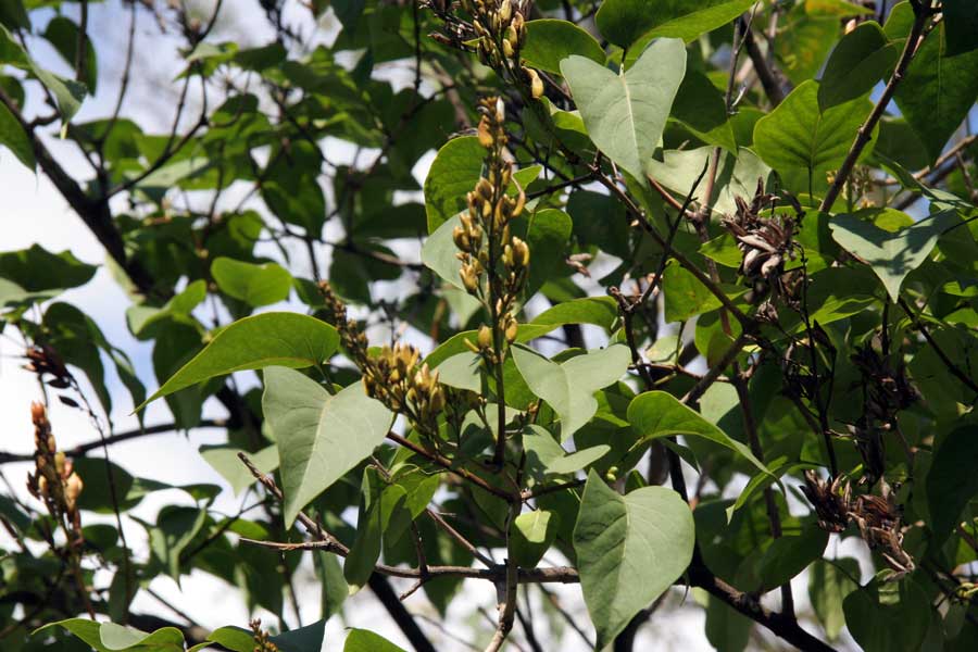 Image of Syringa vulgaris specimen.