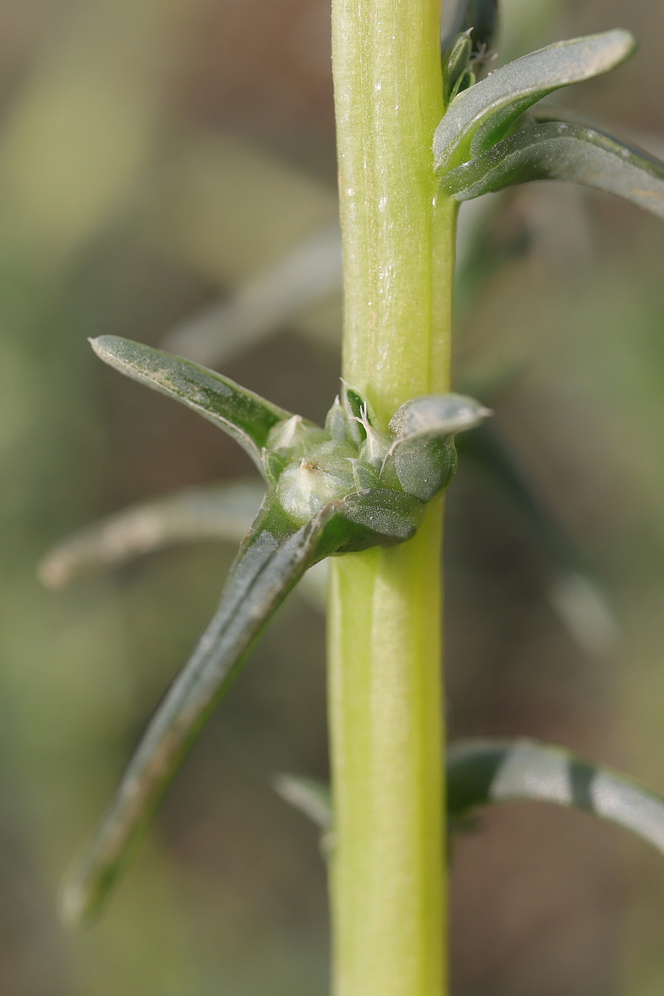 Image of Salsola soda specimen.