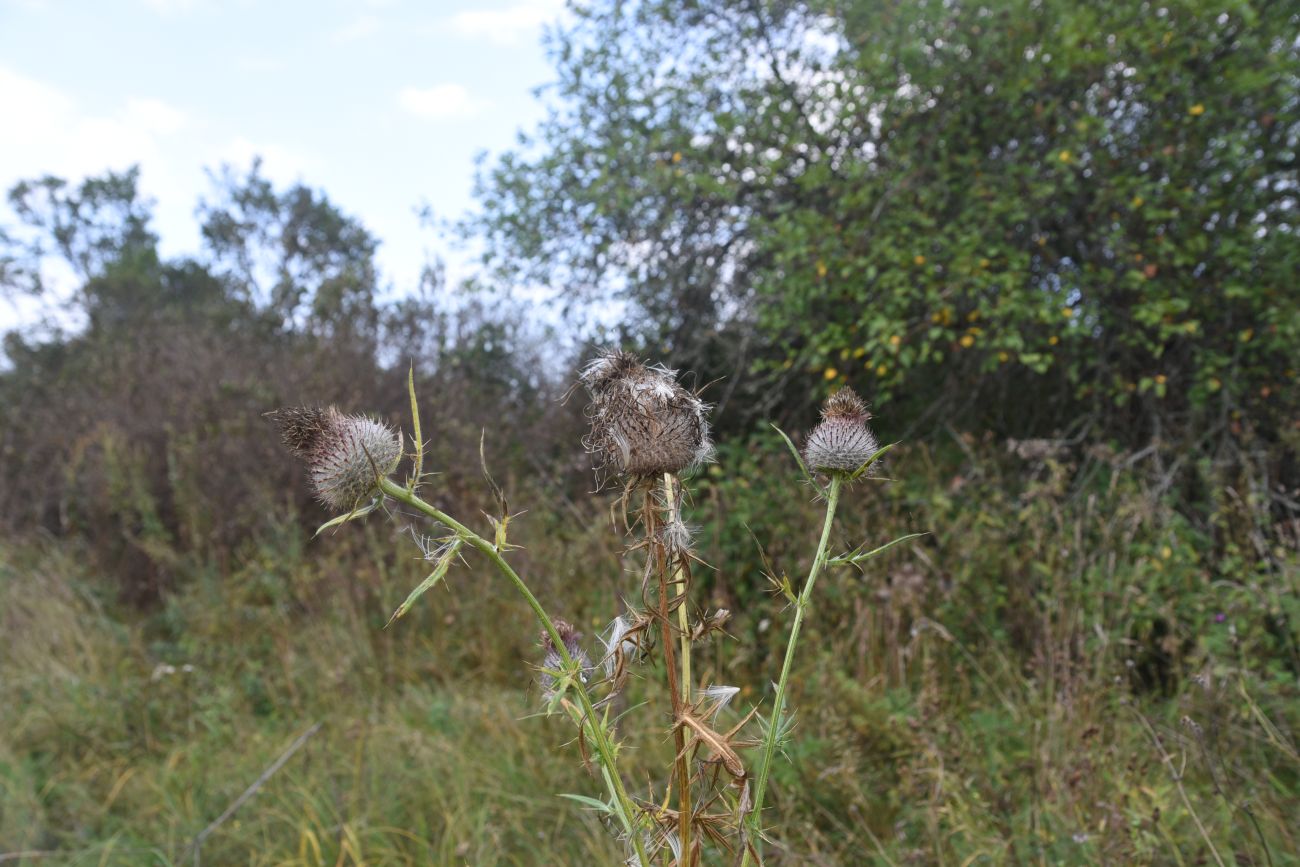 Image of Cirsium polonicum specimen.