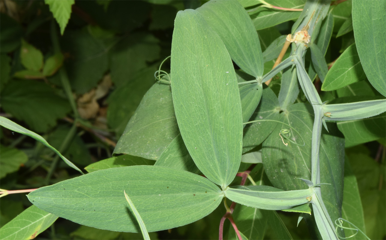 Изображение особи Lathyrus latifolius.