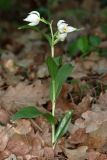 Cephalanthera damasonium