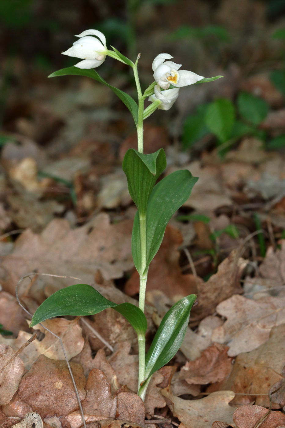 Image of Cephalanthera damasonium specimen.