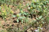 Alyssum dasycarpum