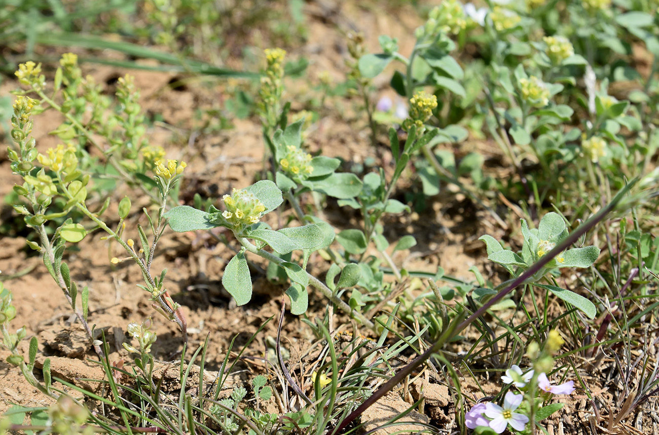 Изображение особи Alyssum dasycarpum.