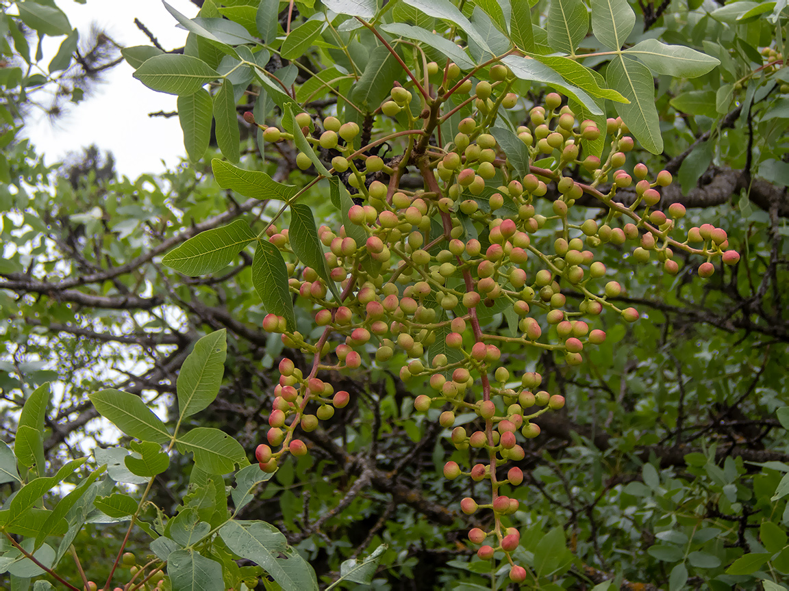 Изображение особи Pistacia mutica.