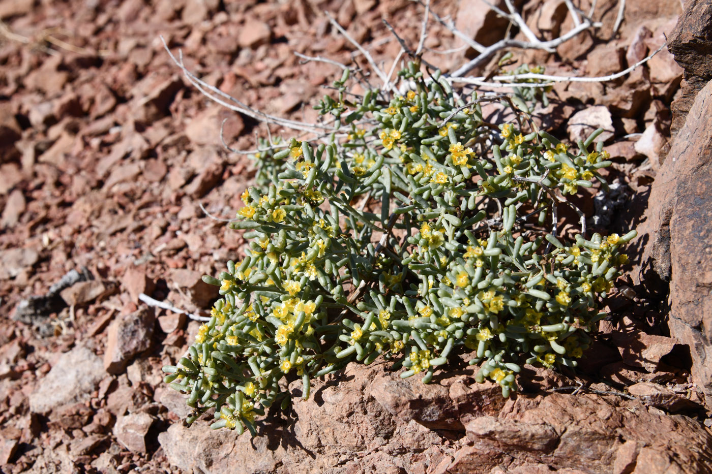 Изображение особи семейство Chenopodiaceae.