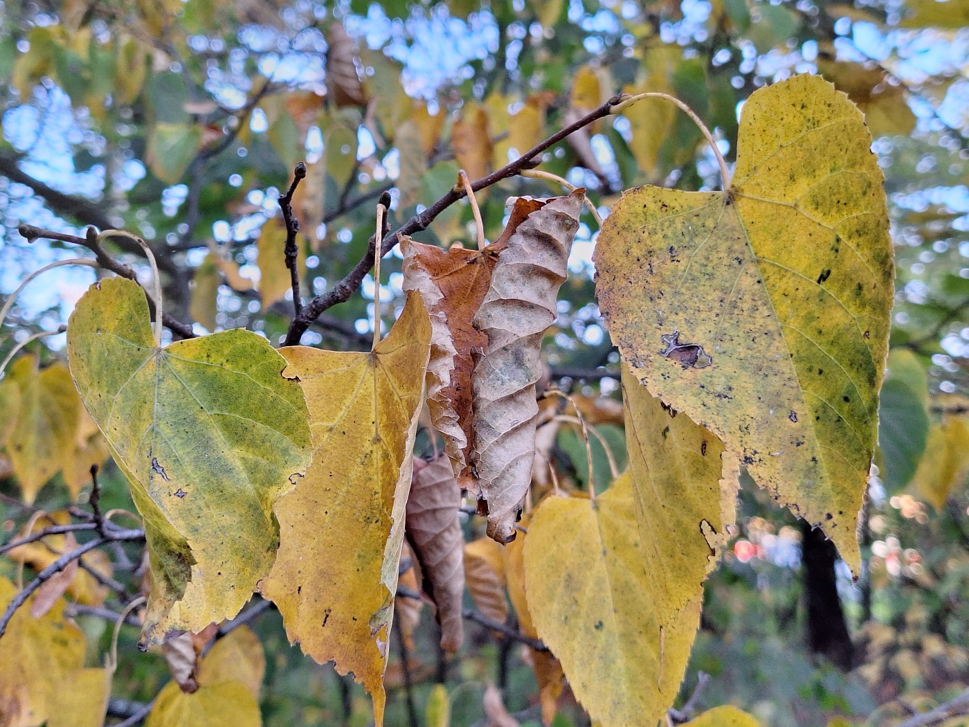 Изображение особи Tilia japonica.