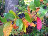 Cotoneaster lucidus. Ветка с плодами. Ивановская обл., г. Юрьевец, берег Горьковского водохранилища. 25.09.2009.