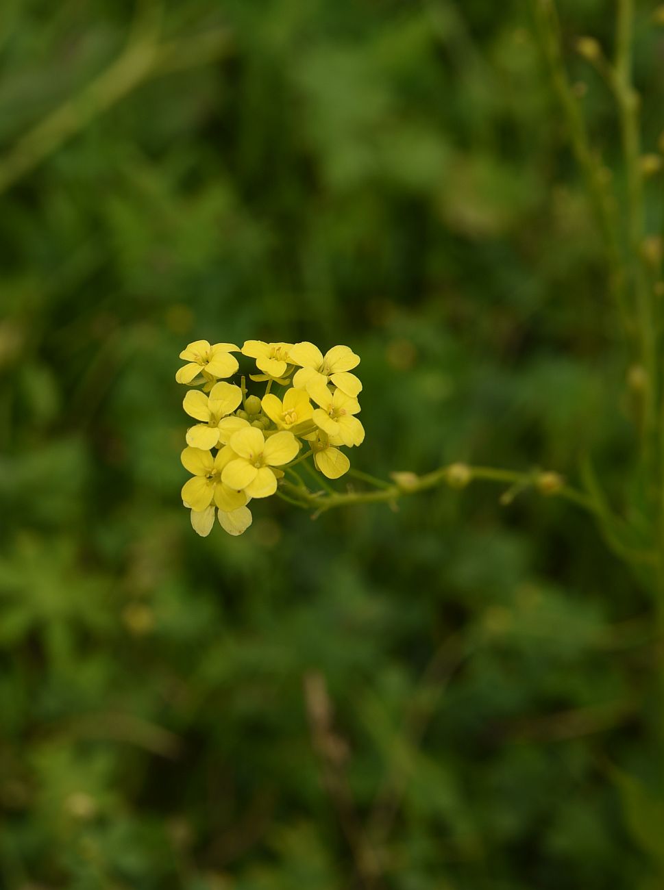 Image of Bunias orientalis specimen.