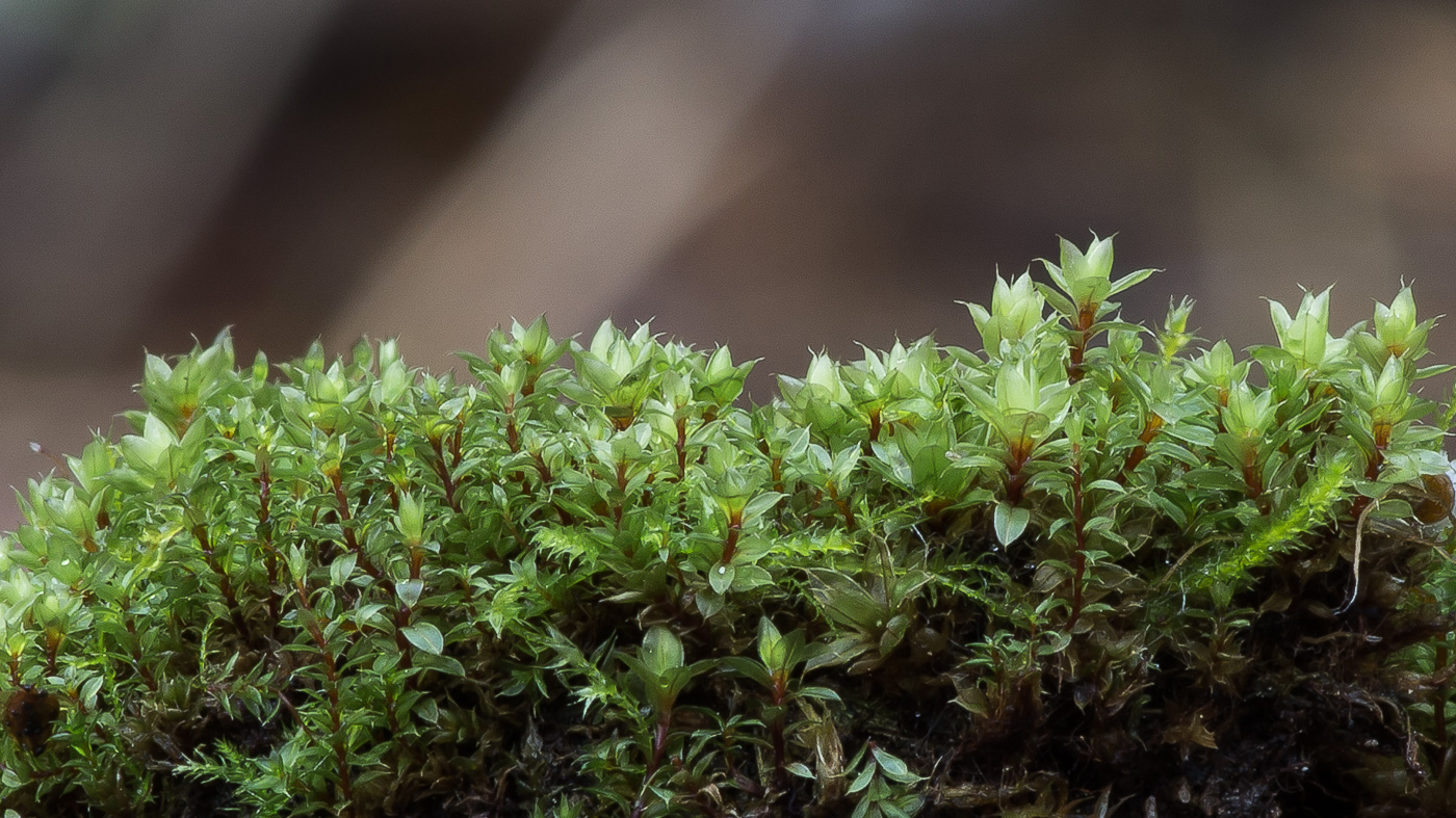 Изображение особи род Bryum.