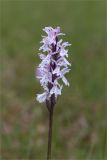 Dactylorhiza psychrophila. Соцветие. Карелия, восточный берег оз. Топозеро, сфагновое болото в окружении соснового леса. 02.07.2024.