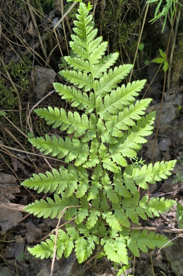 Изображение особи Dryopteris carthusiana.