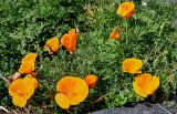 View full-size image Eschscholzia californica