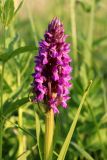 View full-size image Dactylorhiza incarnata