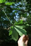 View full-size image Acer platanoides