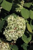 View full-size image Hydrangea arborescens
