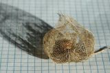 View full-size image Alkekengi officinarum