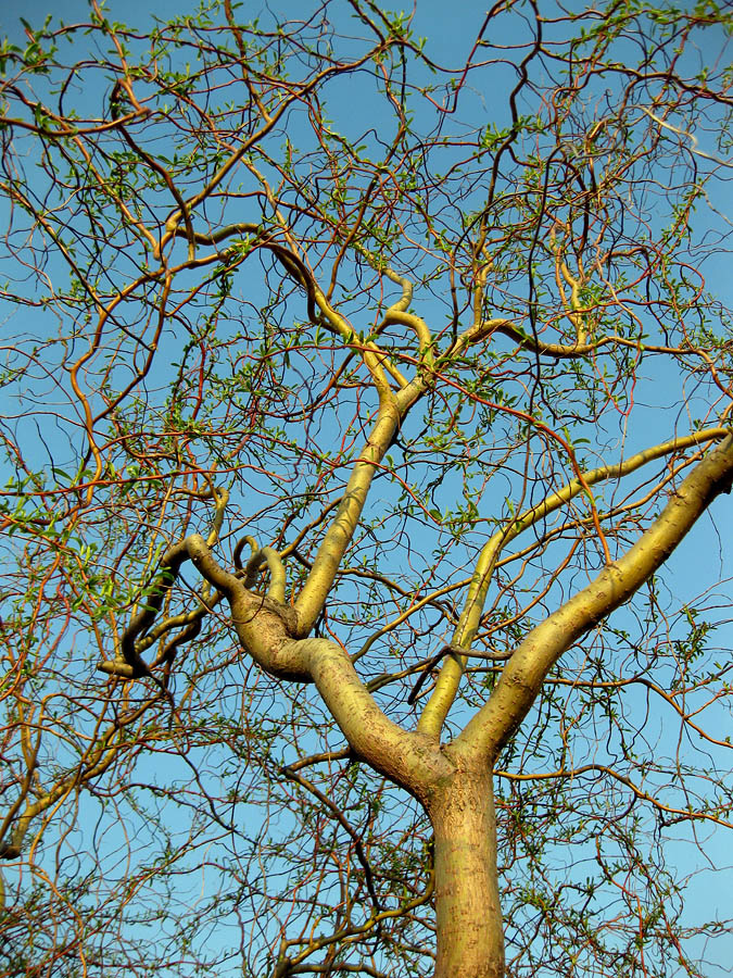 Image of Salix &times; sepulcralis specimen.