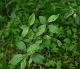 View full-size image genus Salix