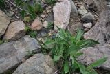View full-size image Anchusa leptophylla