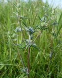 Eryngium planum. Соцветие. Ростовская обл., дельта Дона, Задонье, окр. хутора Петровский. 23 июня 2011 г.