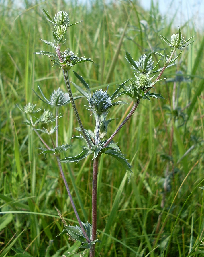 Изображение особи Eryngium planum.