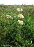 Filipendula ulmaria. Цветущее растение на осушенном болоте. Украина, Волынская обл., Ратновский р-н, северо-восточнее с. Залухов, возле оз. Святое. 28 июля 2011 г.