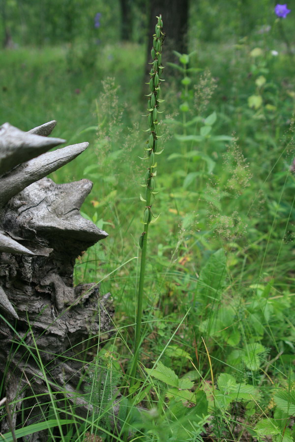 Изображение особи Platanthera bifolia.