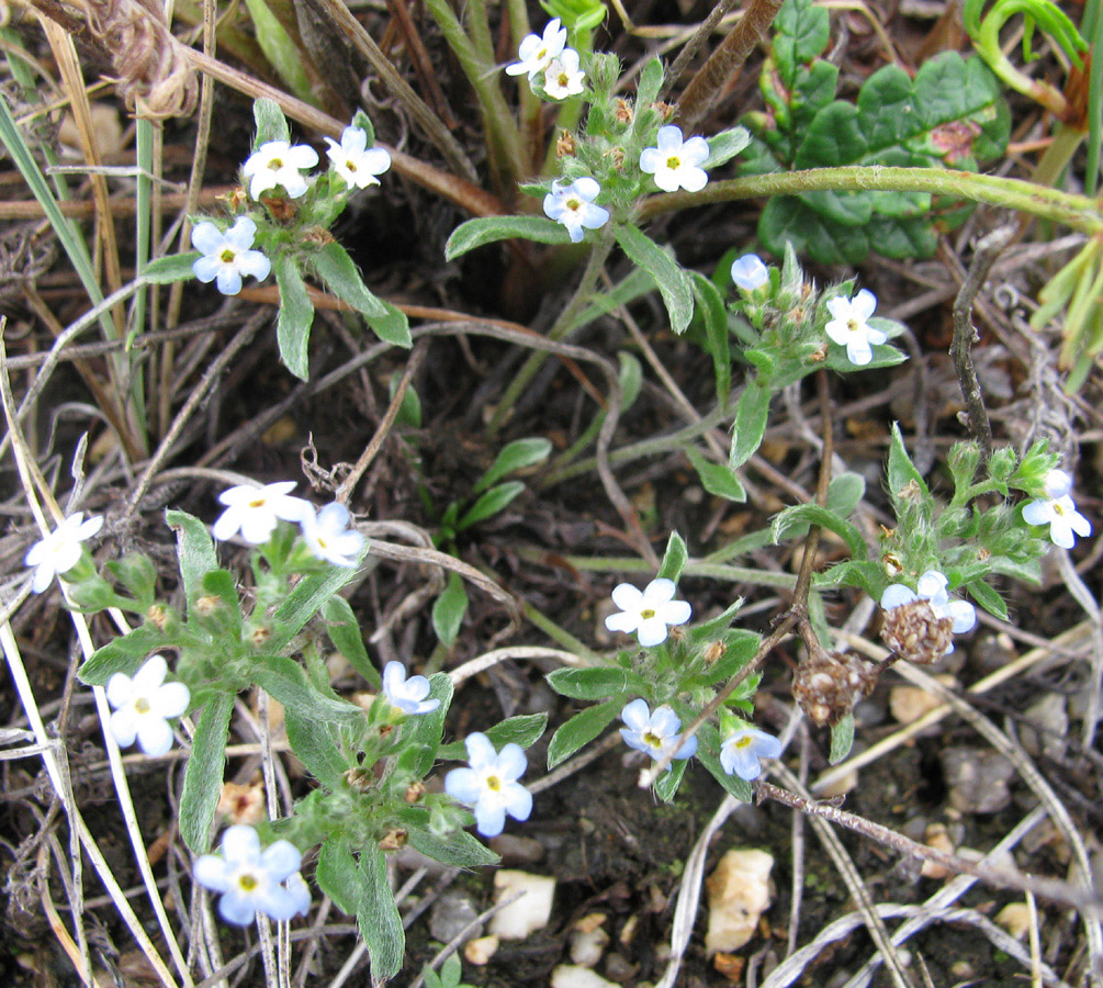 Image of Amblynotus rupestris specimen.