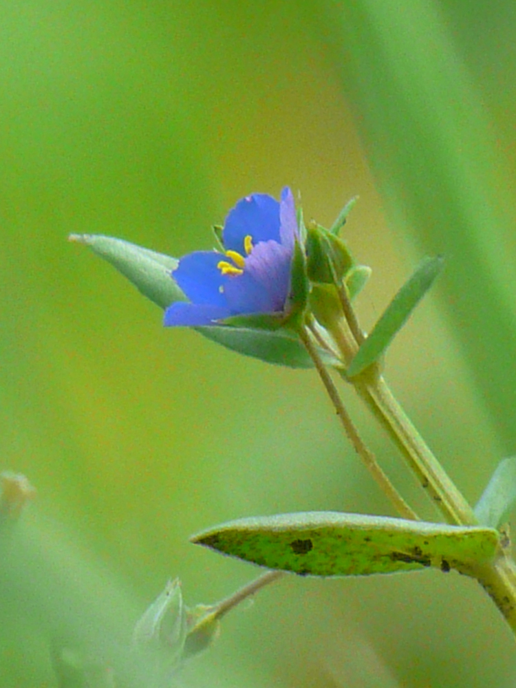 Image of Anagallis arvensis specimen.