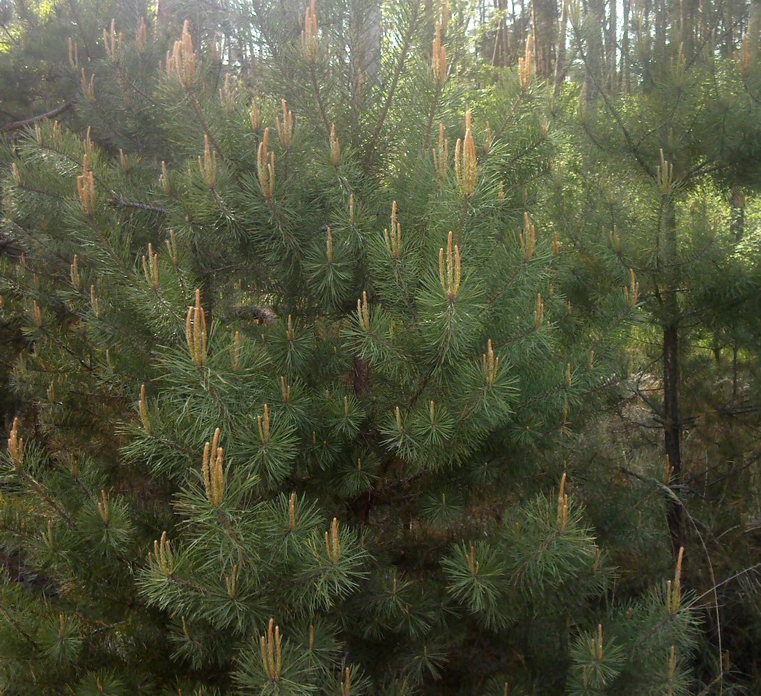 Image of genus Pinus specimen.