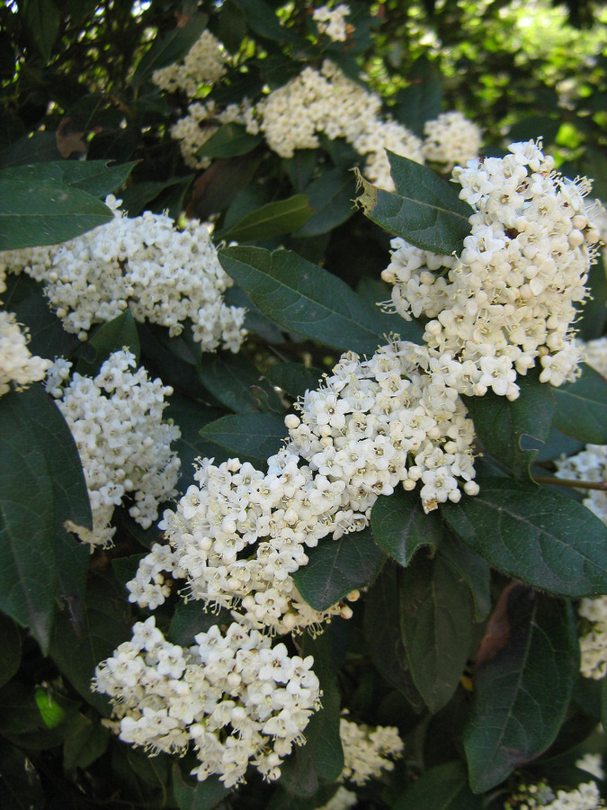 Image of Viburnum tinus specimen.