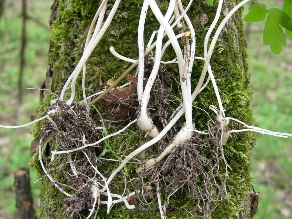 Image of Adoxa moschatellina specimen.