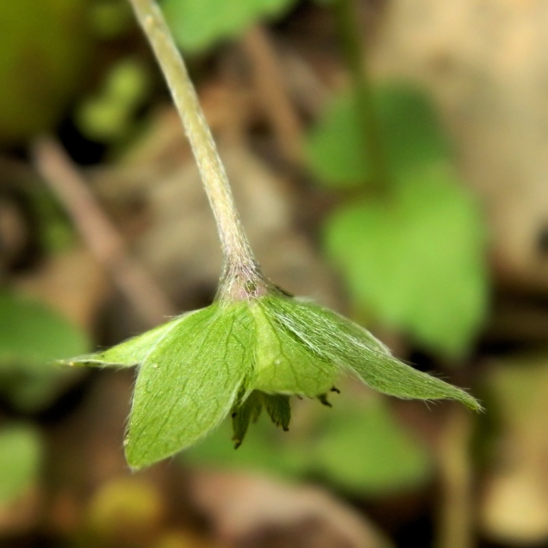 Изображение особи Hepatica nobilis.