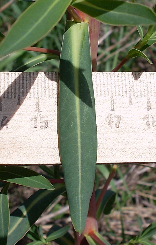 Image of Euphorbia palustris specimen.