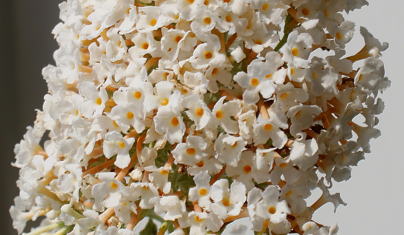 Изображение особи Buddleja davidii.