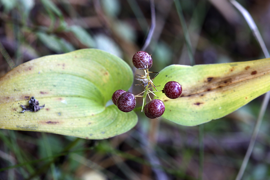 Image of Maianthemum bifolium specimen.