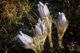 Pulsatilla grandis