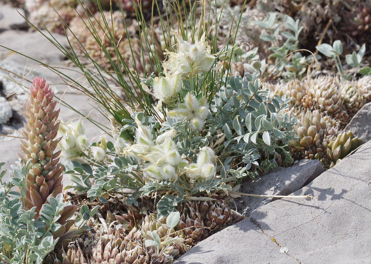 Image of Astragalus helmii specimen.