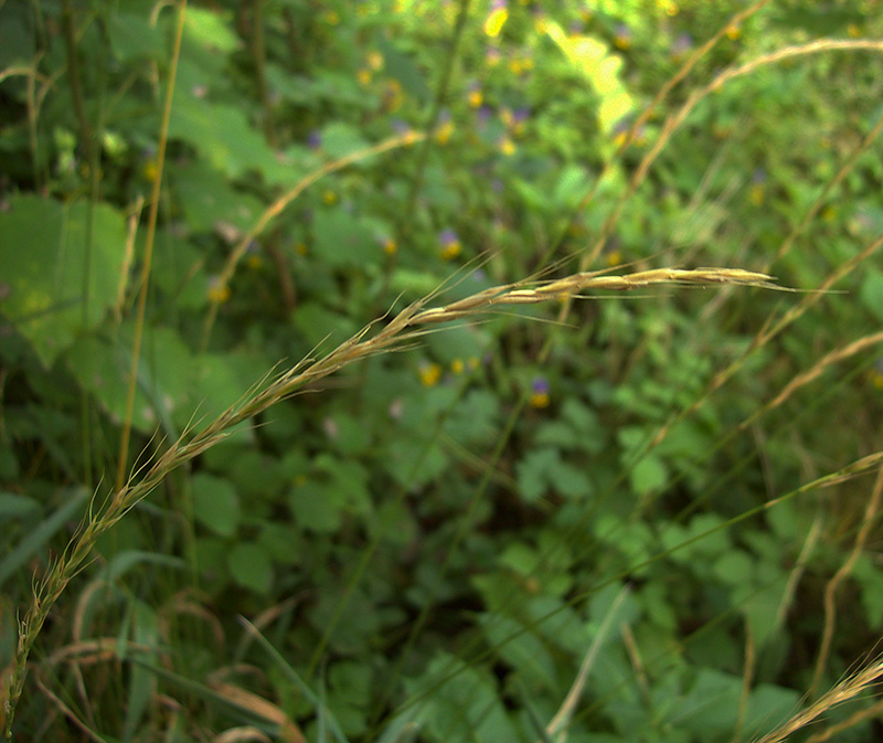 Изображение особи Elymus caninus.