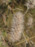 Trifolium arvense. Соплодие. Украина, г. Запорожье, о-в Хортица. 24.08.2010.