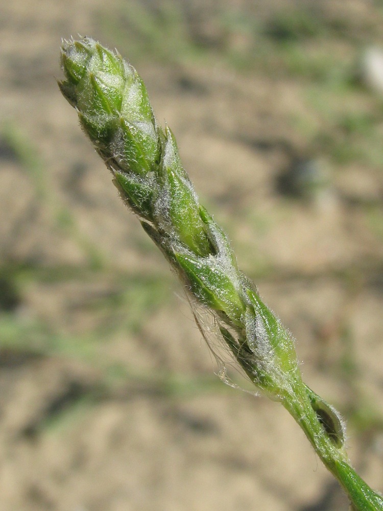 Image of Corispermum borysthenicum specimen.