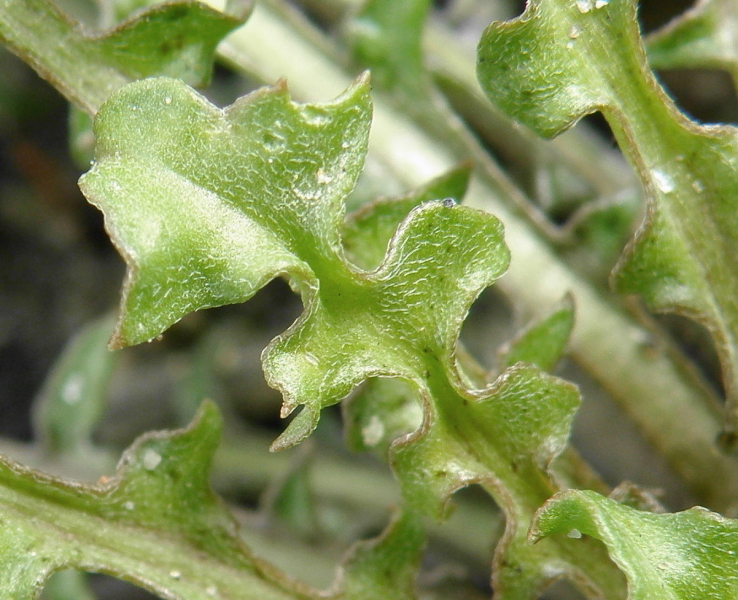 Image of Erysimum repandum specimen.